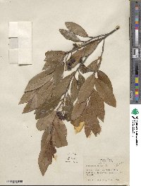 Prunus caroliniana image