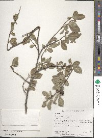 Prunus cerasifera image