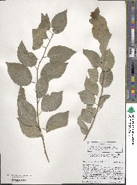 Prunus cerasifera image