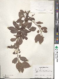 Prunus cerasifera image