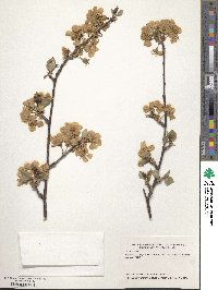 Prunus cerasus image