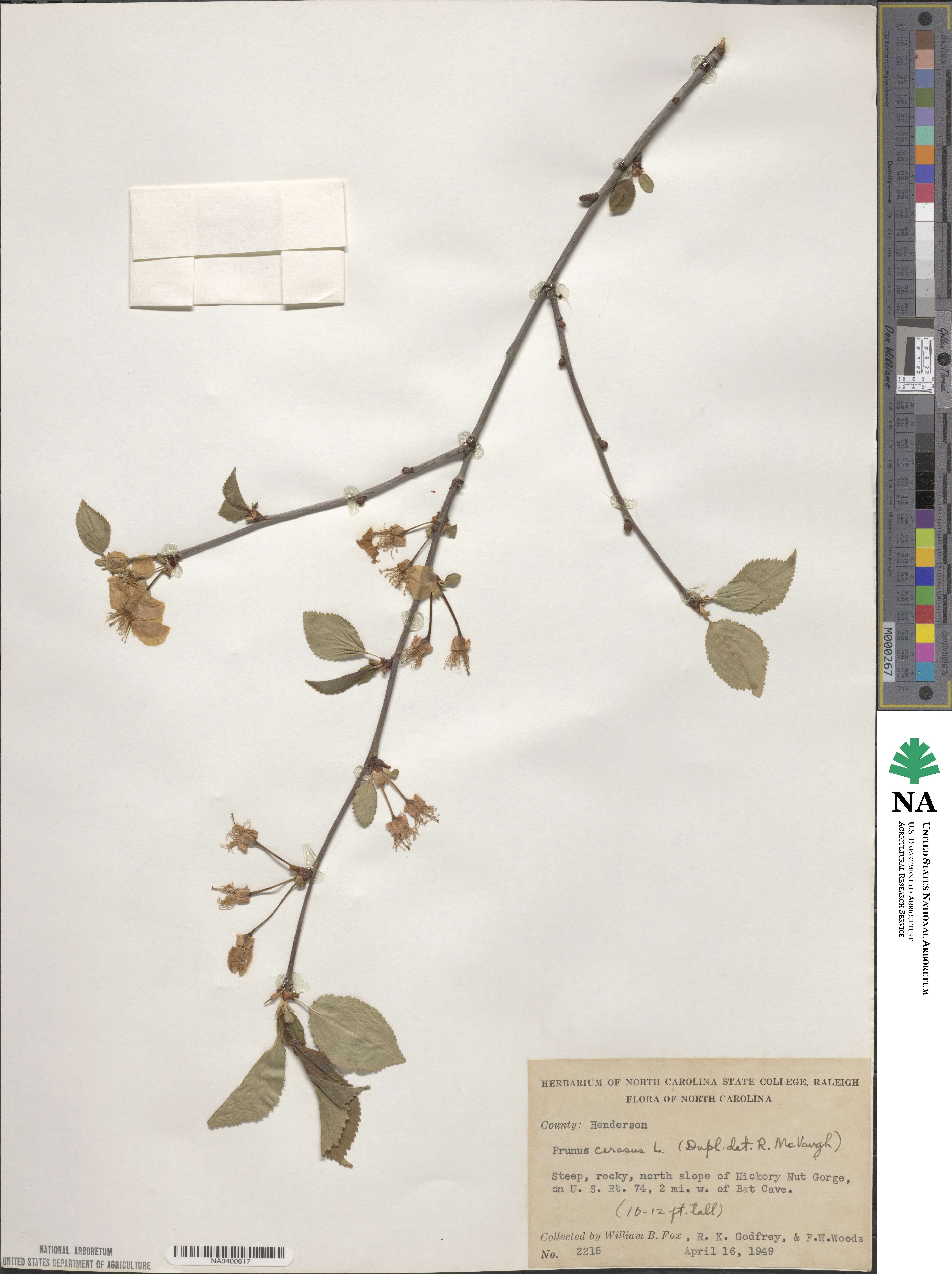 Prunus cerasus image