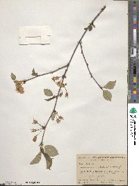 Prunus cerasus image