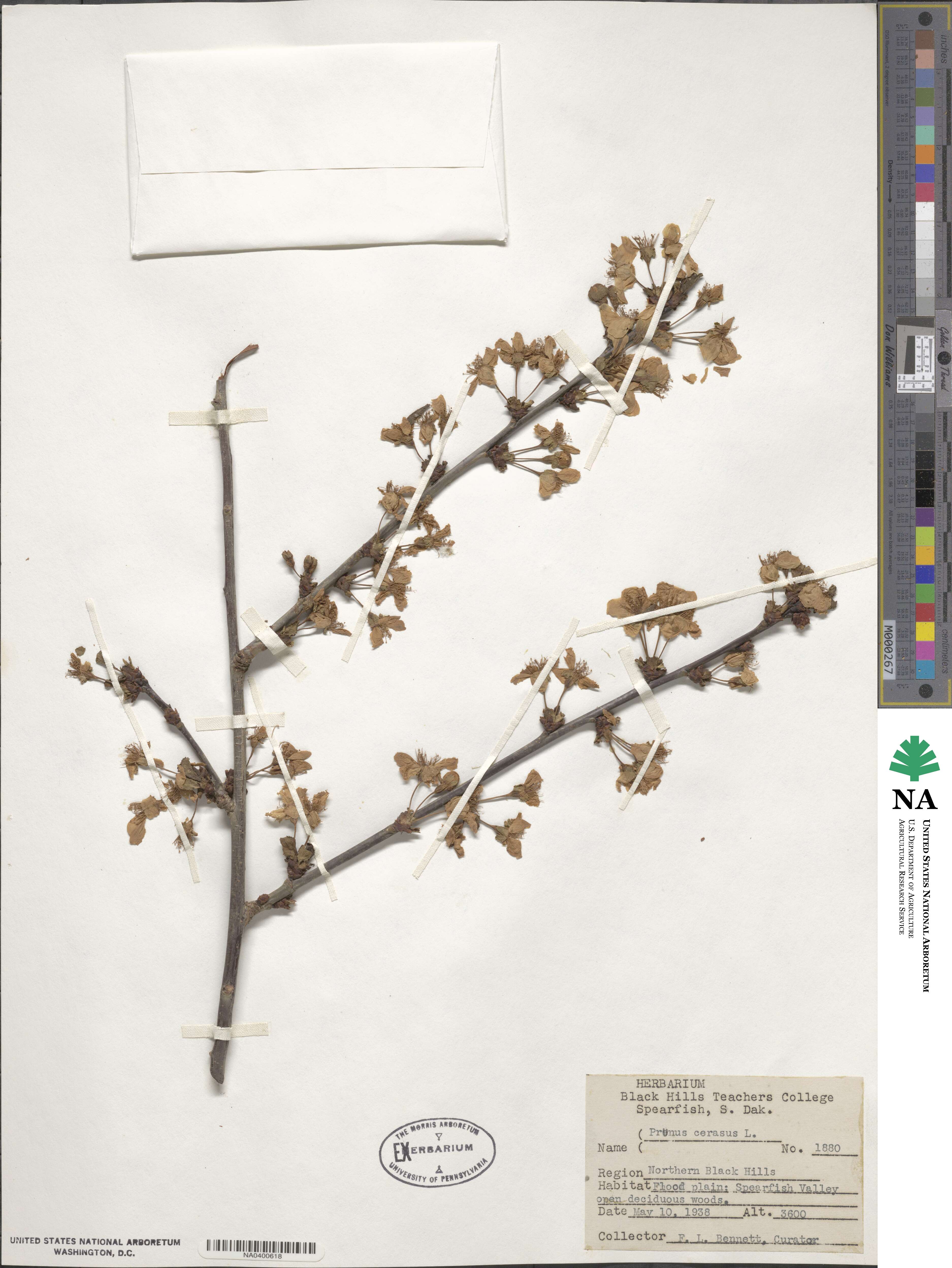 Prunus cerasus image