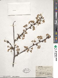 Prunus cerasus image