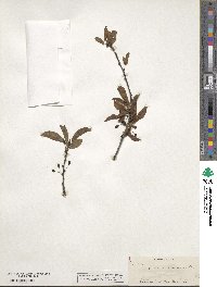 Prunus angustifolia image