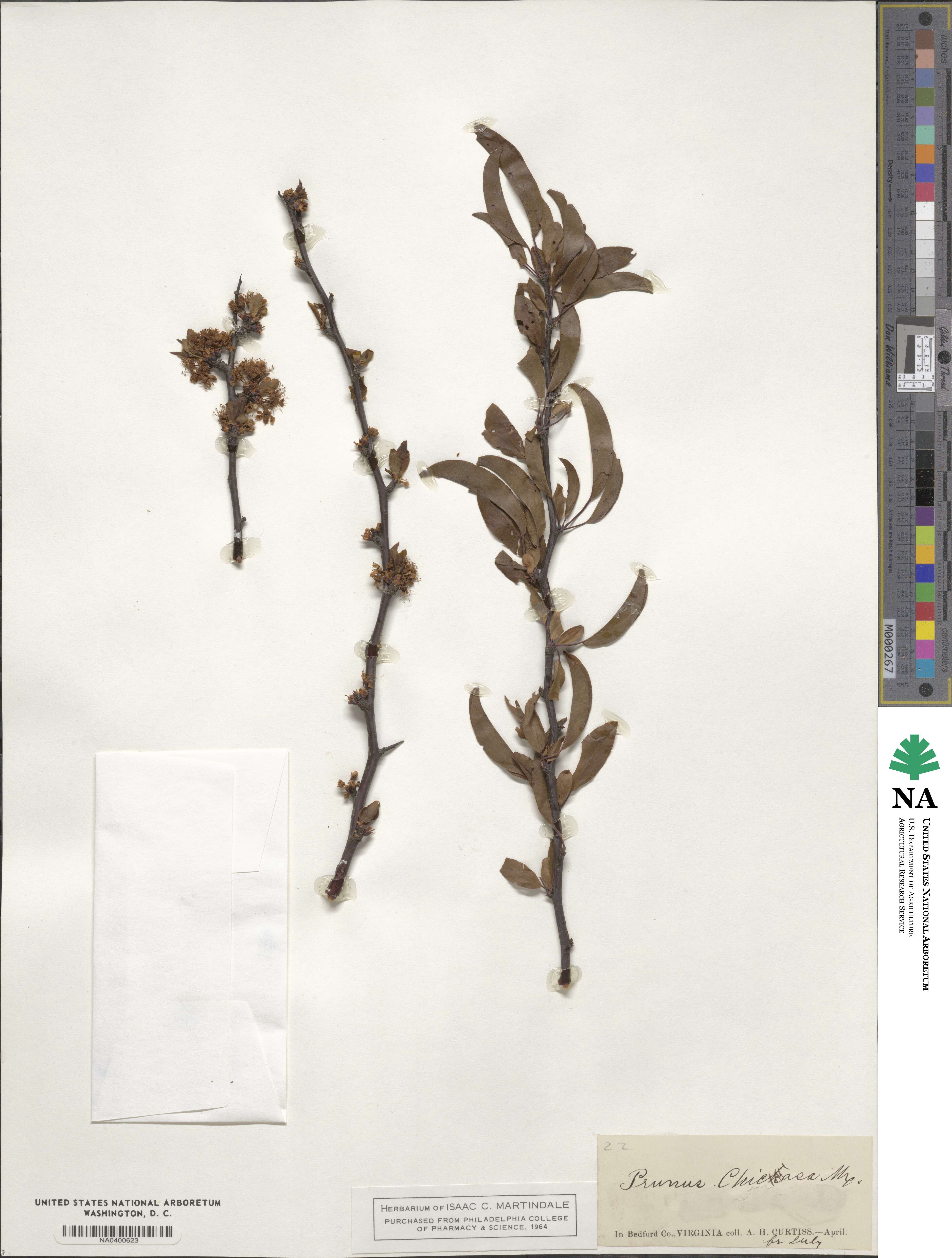 Prunus angustifolia image