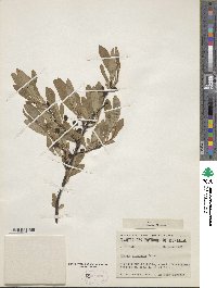 Prunus depressa image