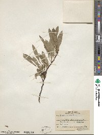 Prunus depressa image