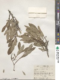 Prunus depressa image