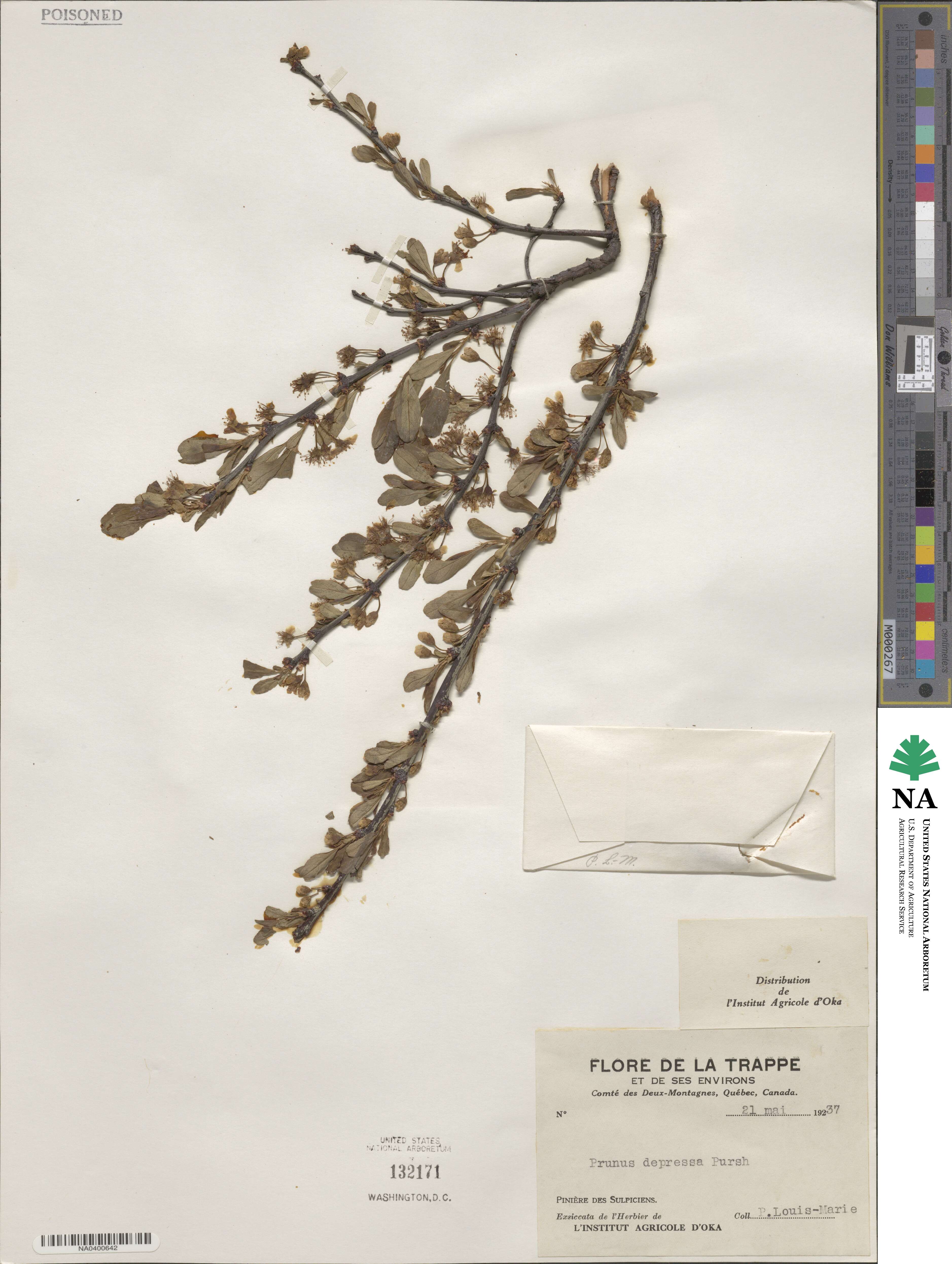 Prunus depressa image