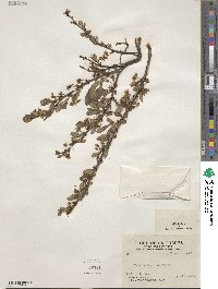 Prunus depressa image