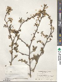 Prunus domestica image