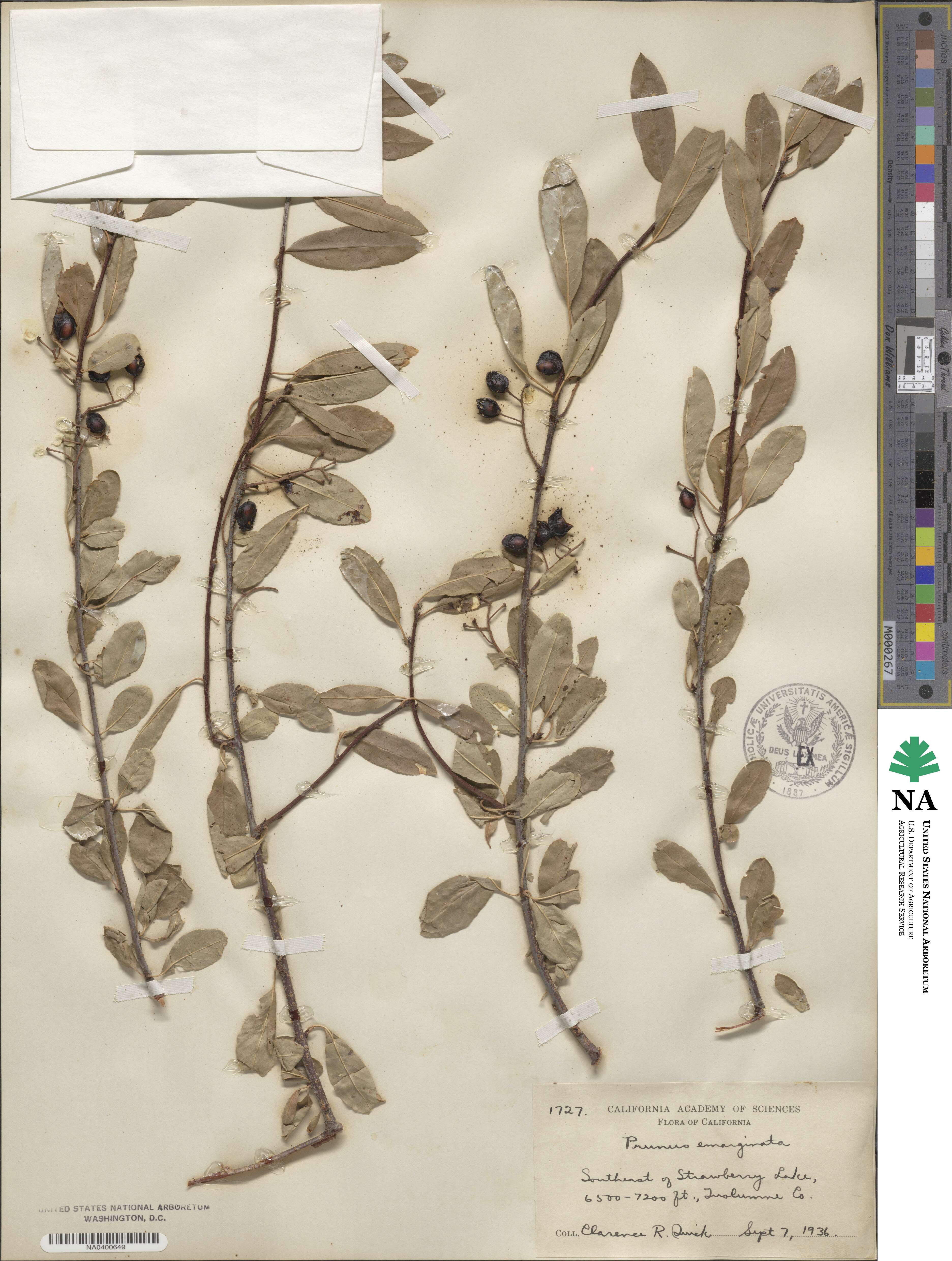 Prunus emarginata image