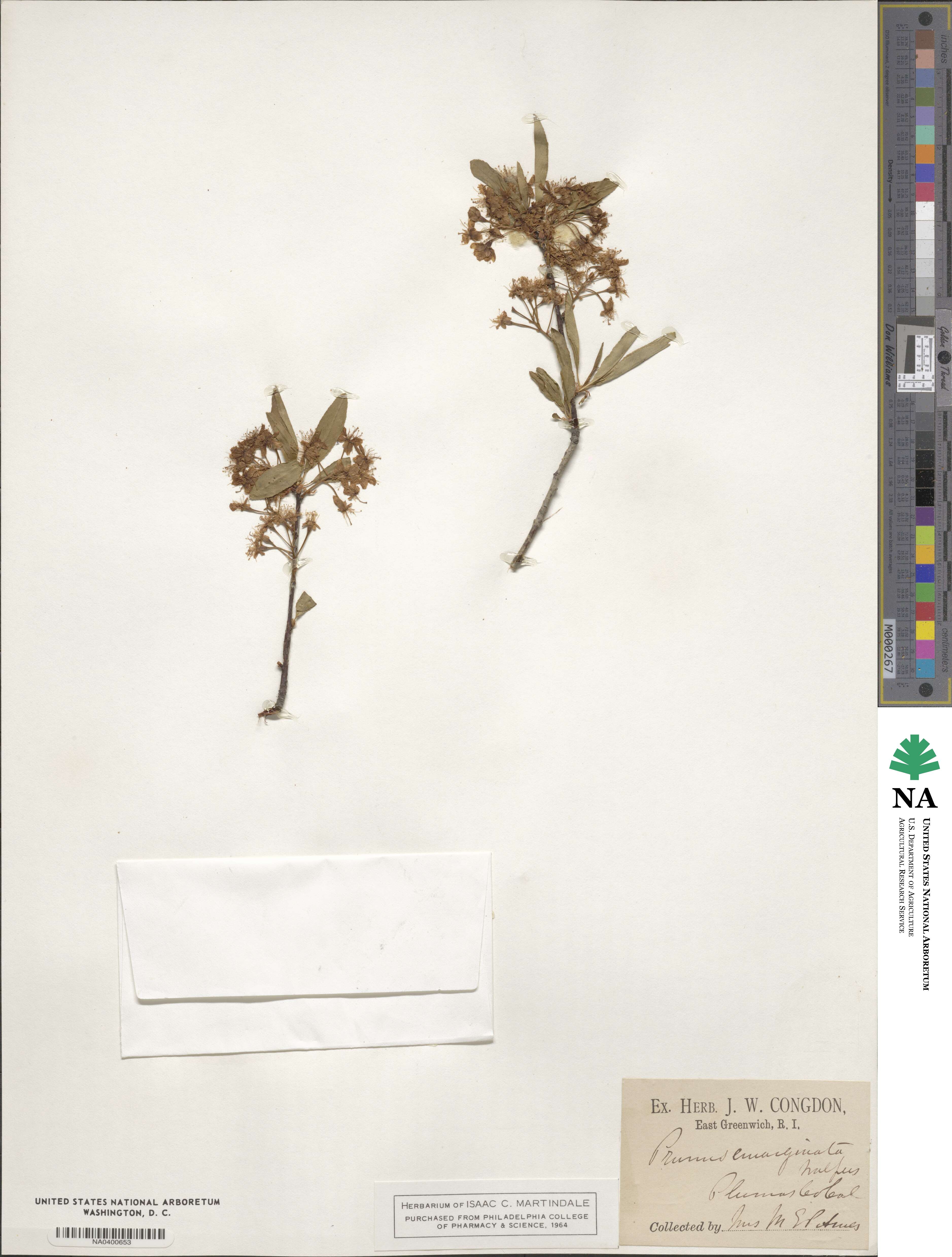 Prunus emarginata image