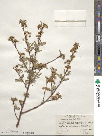 Prunus emarginata image