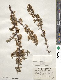 Prunus emarginata image