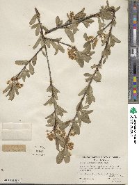 Prunus emarginata image