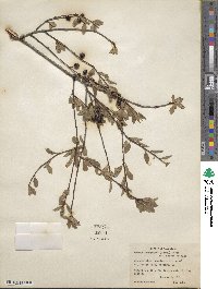 Prunus emarginata image