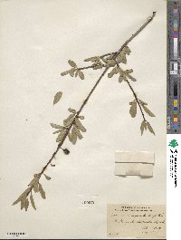 Prunus emarginata image