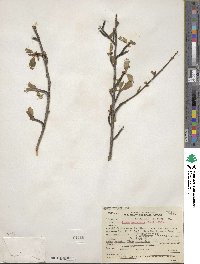 Prunus emarginata image