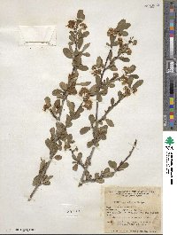 Prunus emarginata image