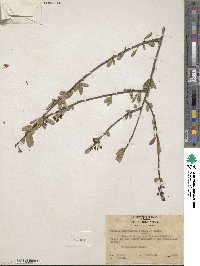 Prunus emarginata image