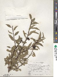 Prunus emarginata image