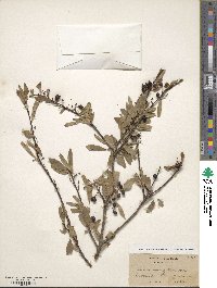 Prunus emarginata image