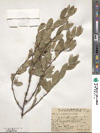 Prunus emarginata image