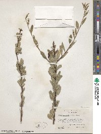 Prunus emarginata image