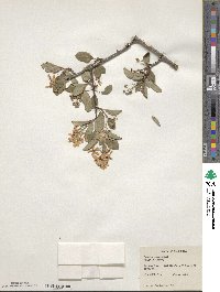 Prunus emarginata image