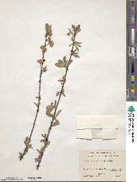 Prunus emarginata image