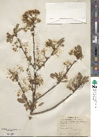 Prunus emarginata image