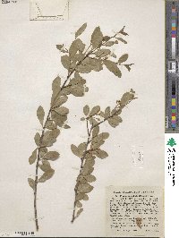 Prunus emarginata image