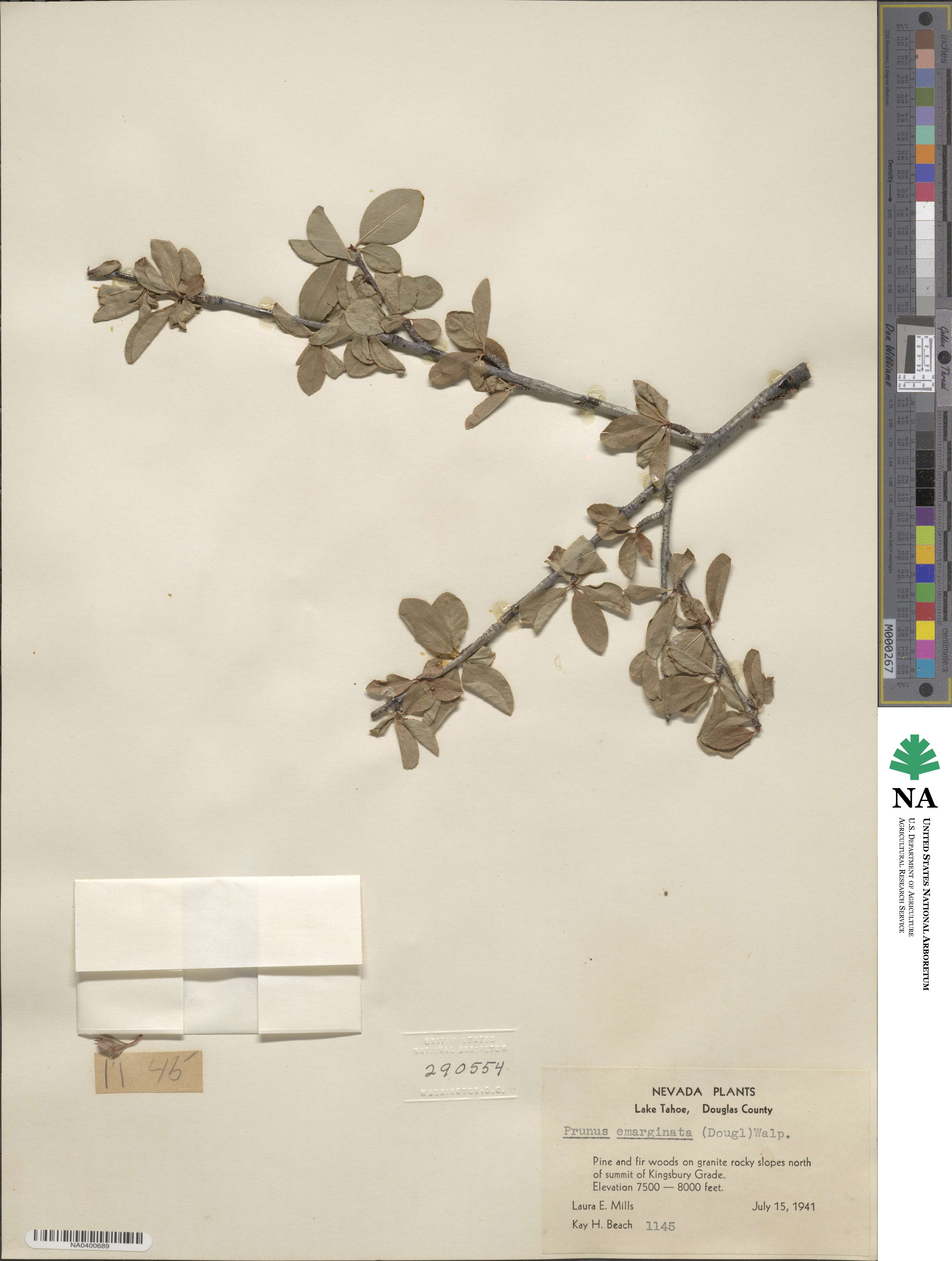 Prunus emarginata image