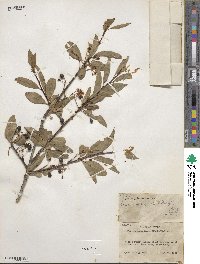 Prunus emarginata image