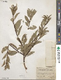 Prunus emarginata image