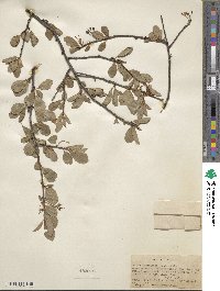 Prunus emarginata image