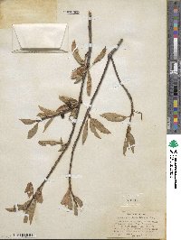 Prunus emarginata image