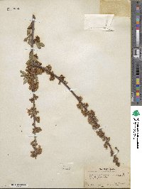 Prunus emarginata image