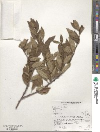 Prunus emarginata image