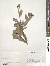 Prunus emarginata image