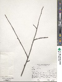 Prunus emarginata image