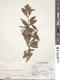 Prunus emarginata image