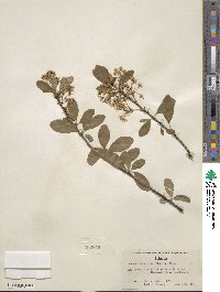 Prunus emarginata image