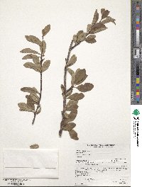 Prunus emarginata image