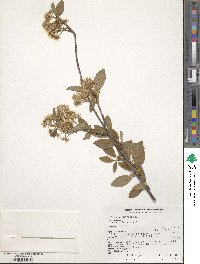 Prunus emarginata image