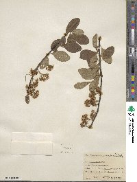 Prunus emarginata image