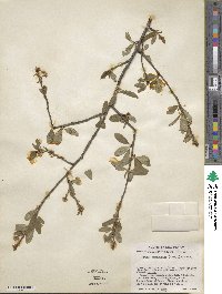 Prunus emarginata image